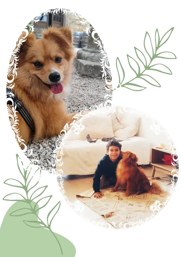 Chien médiateur et enfant